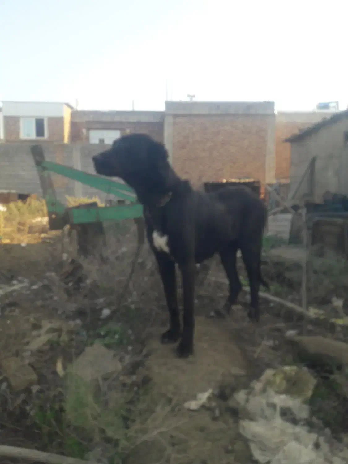 ماده سرابی اصل خوش هیکل و قد بلند|سگ|بیله سوار, |دیوار