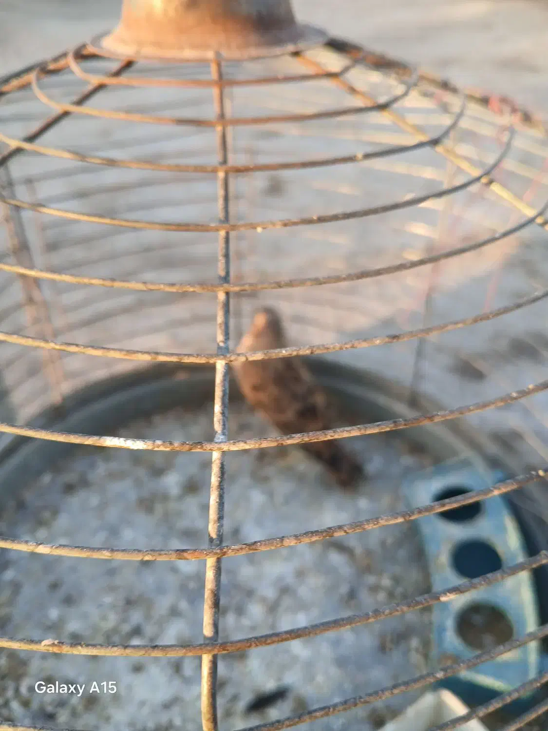 جوجه سهر قناری نر|پرنده|مبارکه, |دیوار