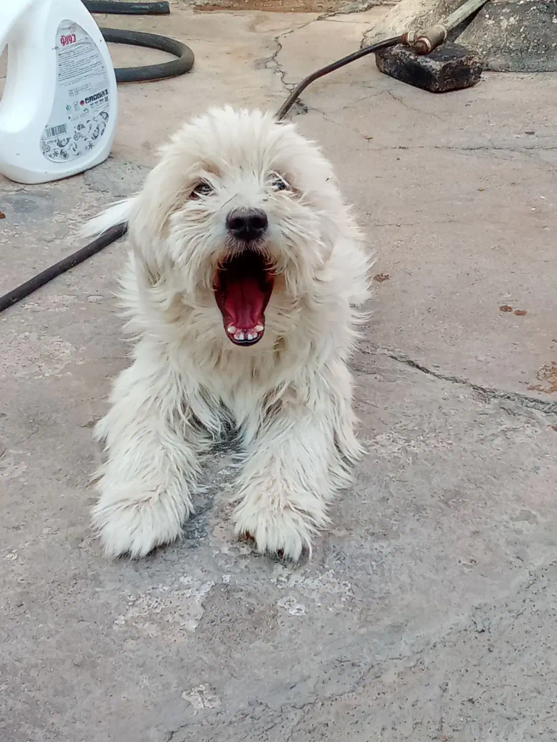 با عروس هلندی معاوضه میکنم|سگ|مسجد سلیمان, |دیوار