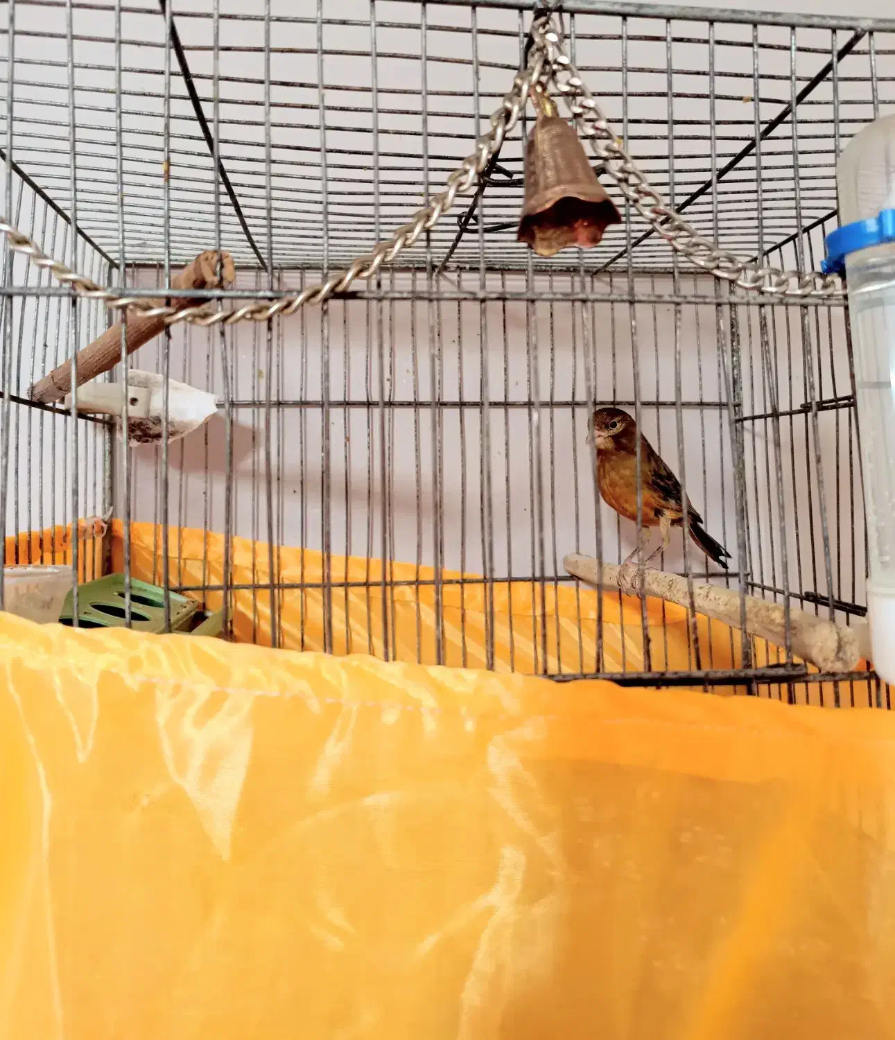 قناری سوخته نر دارچینی|پرنده|صباشهر, |دیوار