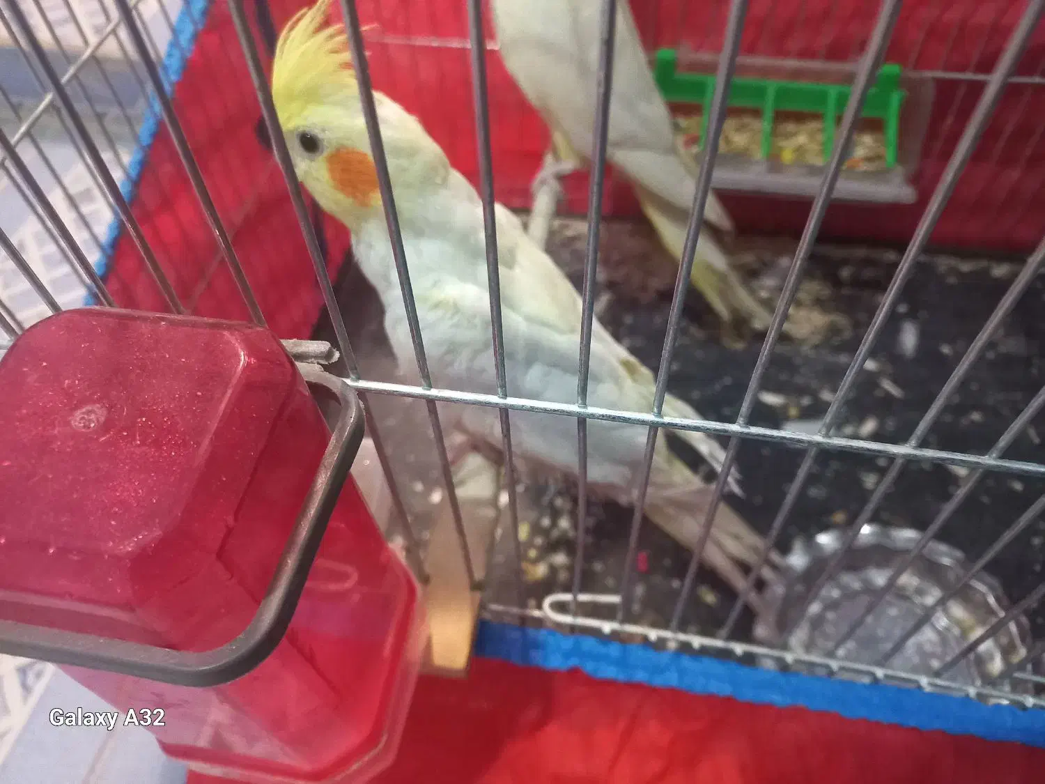 عروس هلندی لوتینو نر|پرنده|شوشتر, |دیوار