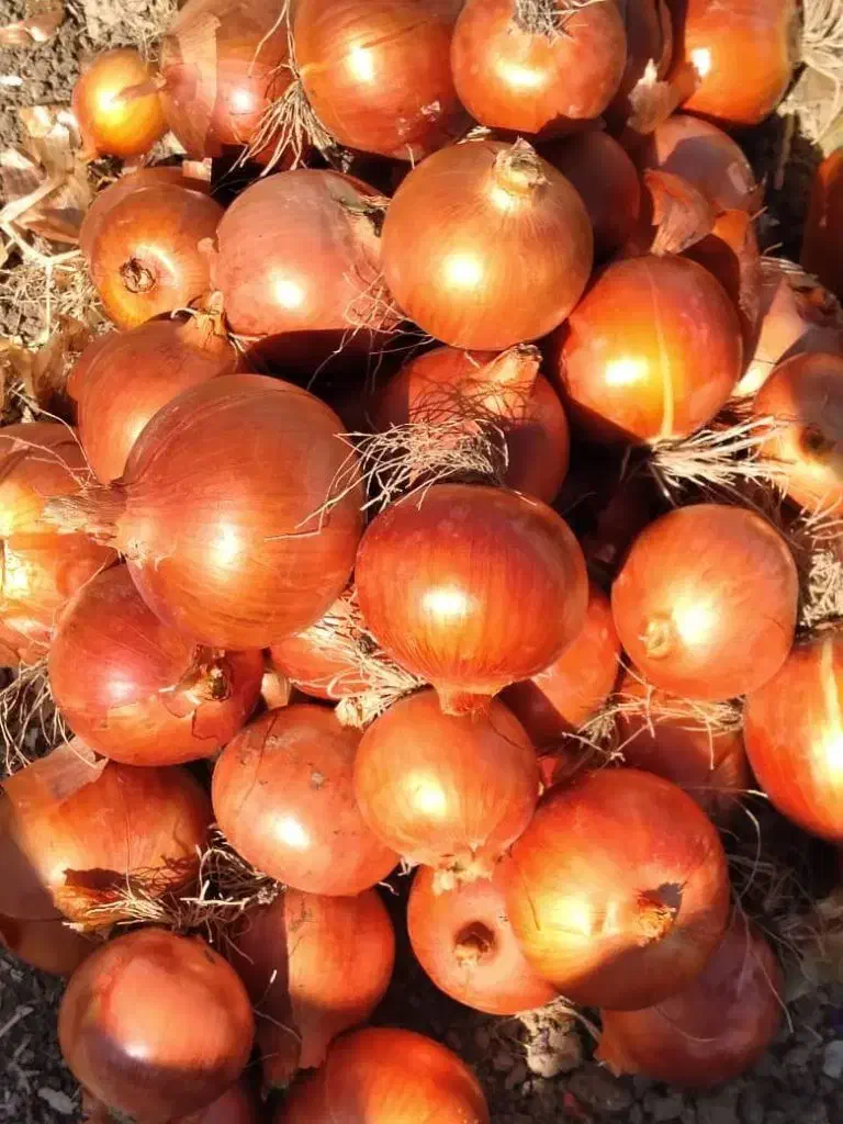 بذر پیاز طلایی بشرط|گل و گیاه طبیعی|شیراز, اصلاح‌نژاد|دیوار