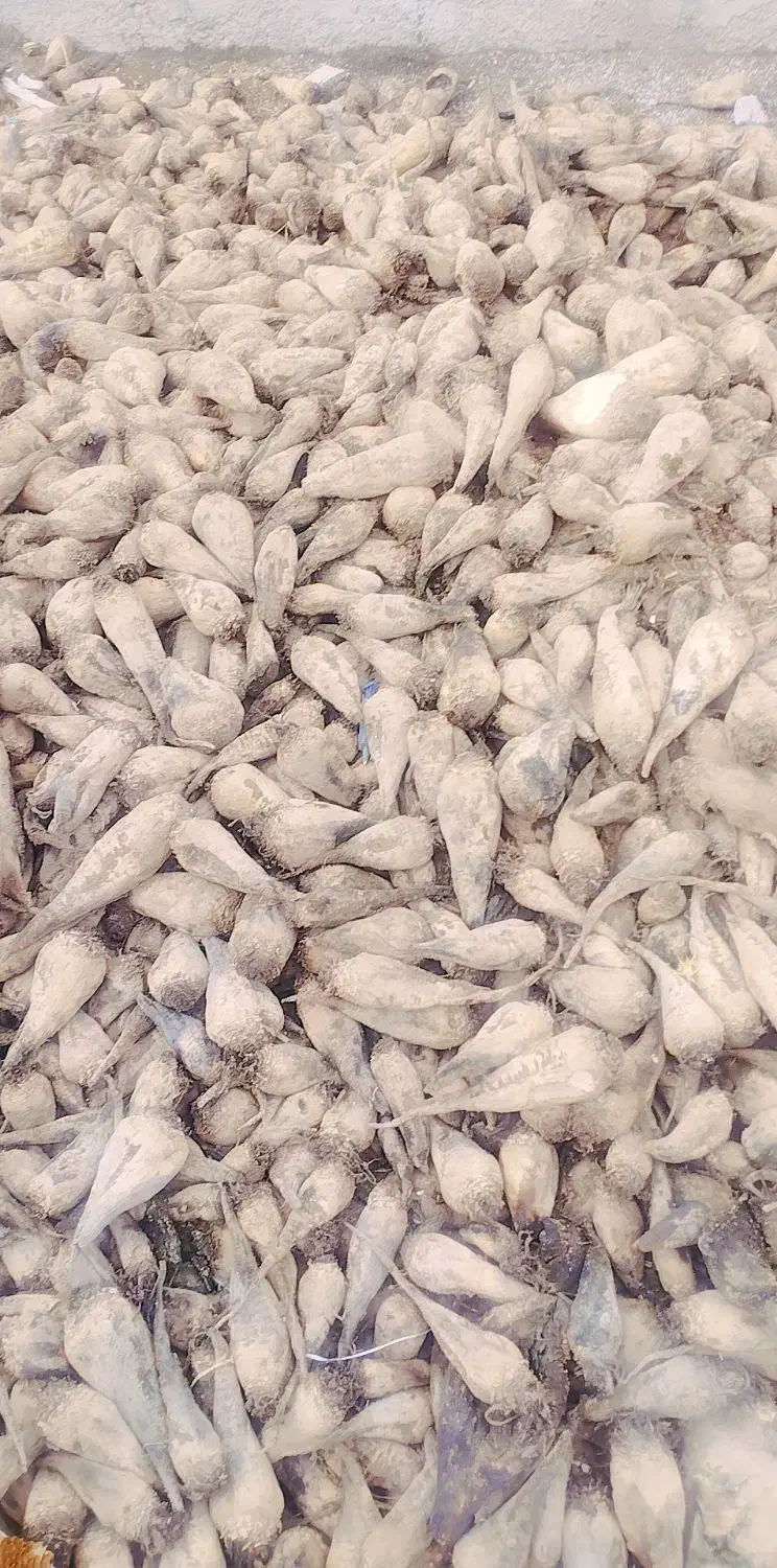 چغندر برای مصرف دام|حیوانات مزرعه|ماهیدشت, |دیوار