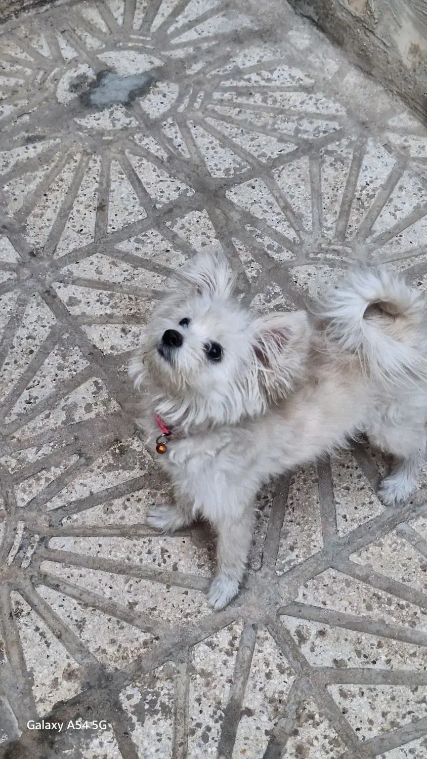 واگذاری سگ|سگ|قم, شهرک امام حسین|دیوار