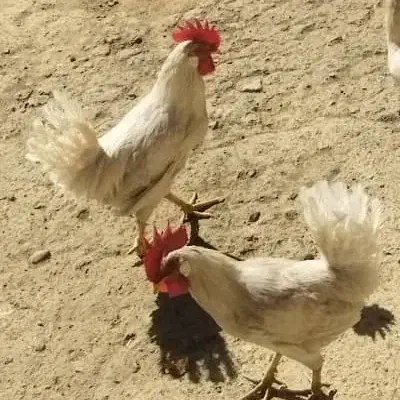 خروس سفید جهت معاوضه|پرنده|باغ بهادران, |دیوار