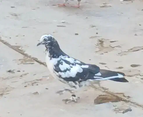 گمشده|اشیا|کاشان, امام خمینی|دیوار