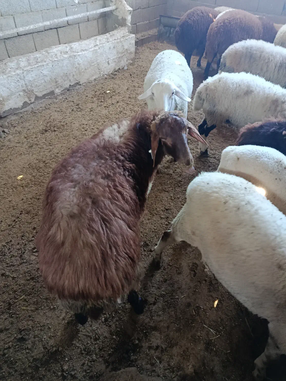 بره لاکن بره سال رومانوف وبره هترو|حیوانات مزرعه|کرج, خرمدشت|دیوار