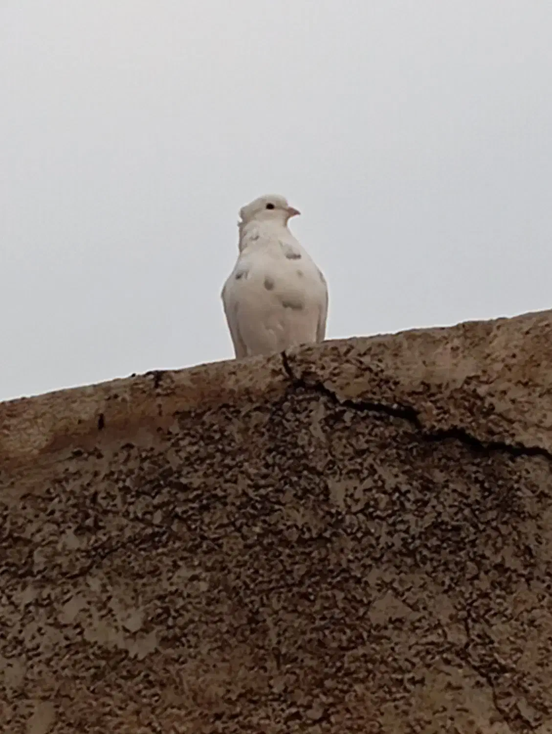 نر شمرونی|حیوانات|پاکدشت, پاکدشت (مامازند)|دیوار