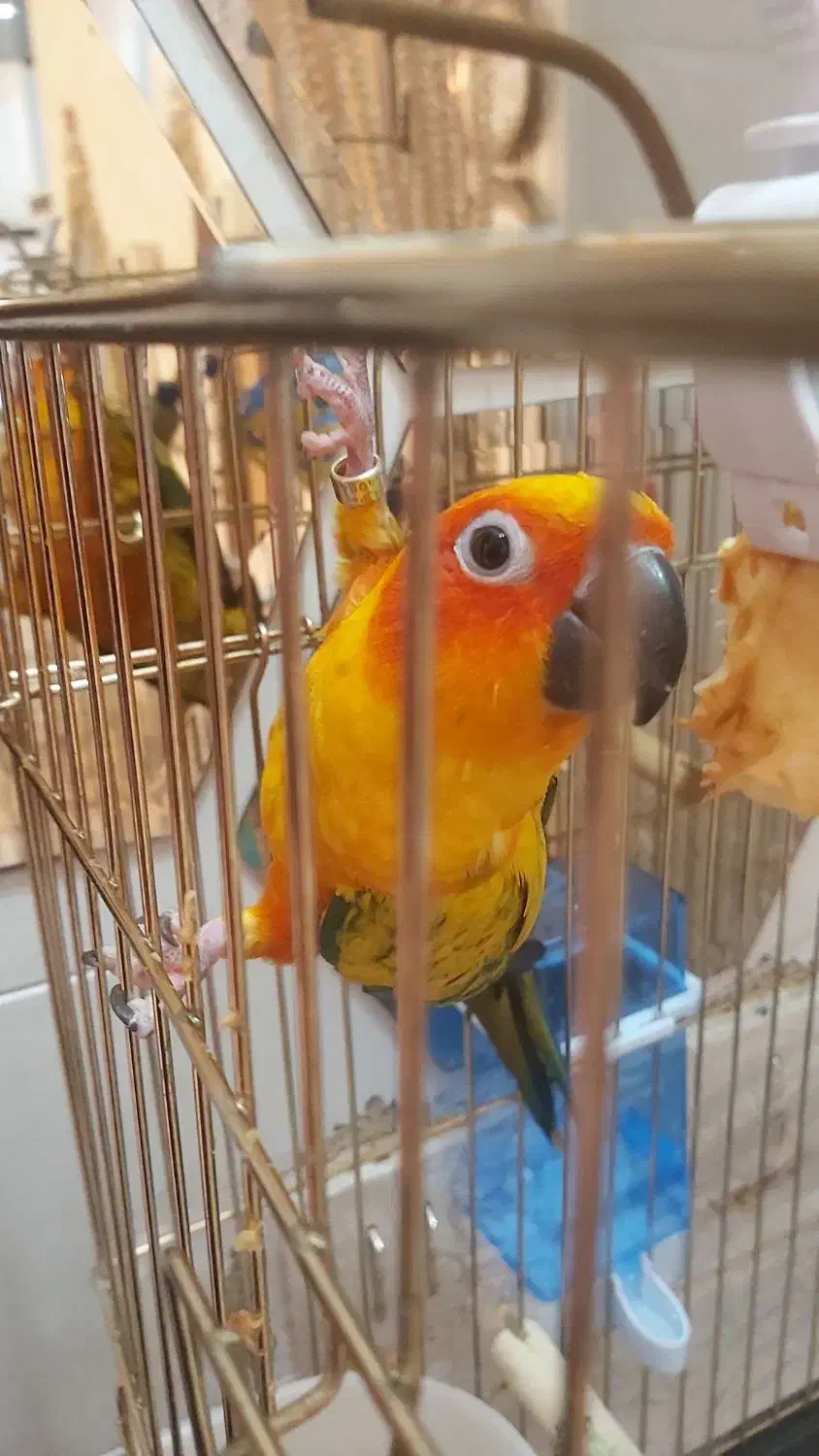 طوطی خورشیدی|پرنده|اردبیل, |دیوار