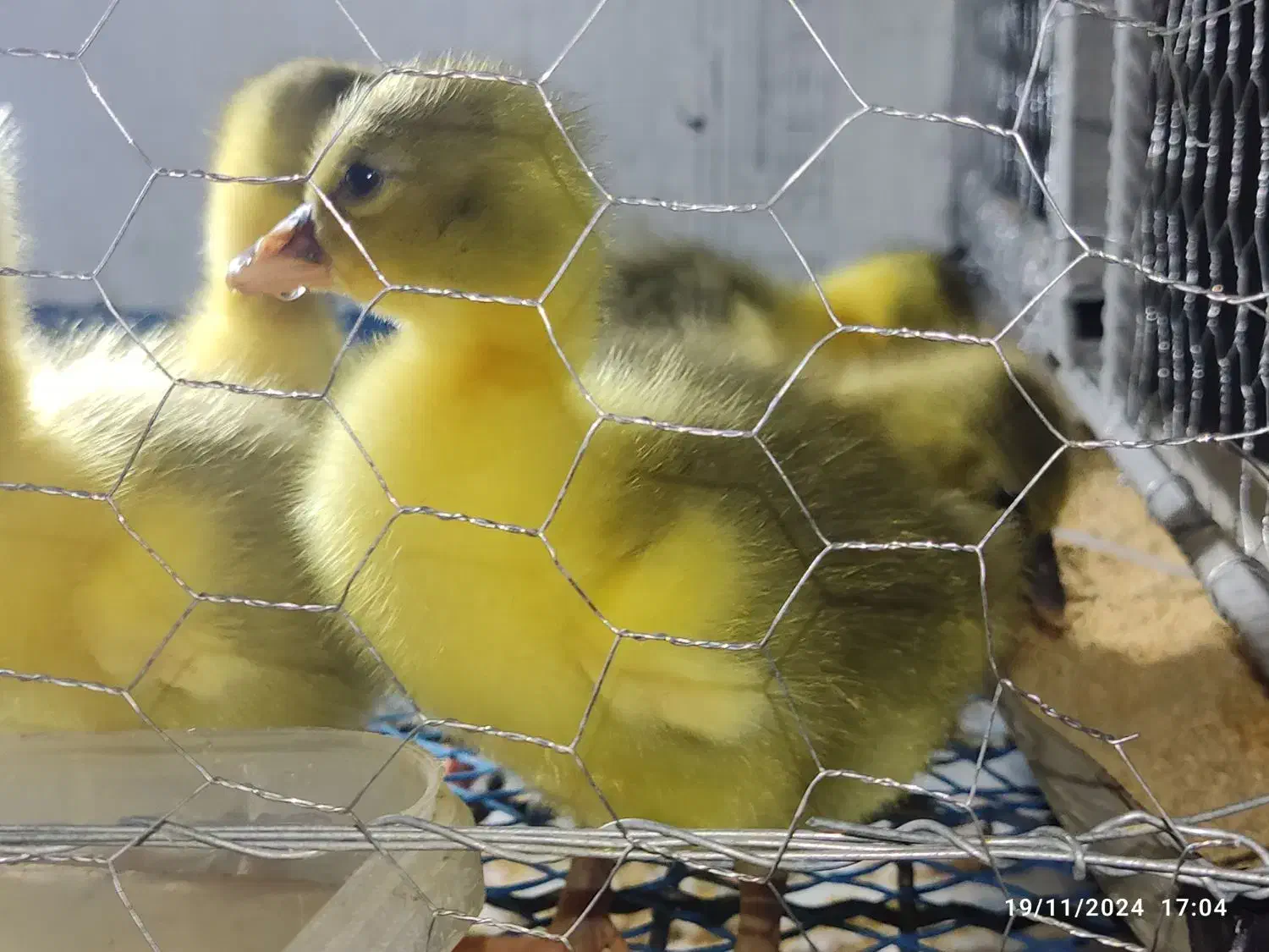 جوجه غاز درجه یک|حیوانات مزرعه|قائم‌شهر, |دیوار