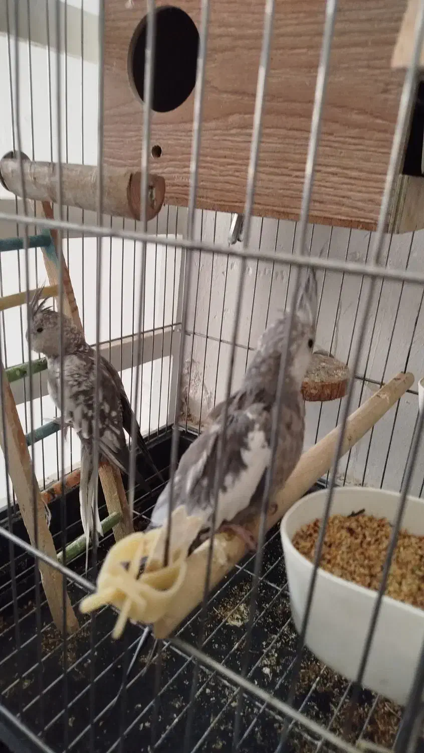 عروس هلندی جفت تازه یه تخم گذاشتن با قفس|پرنده|آفتاب, |دیوار