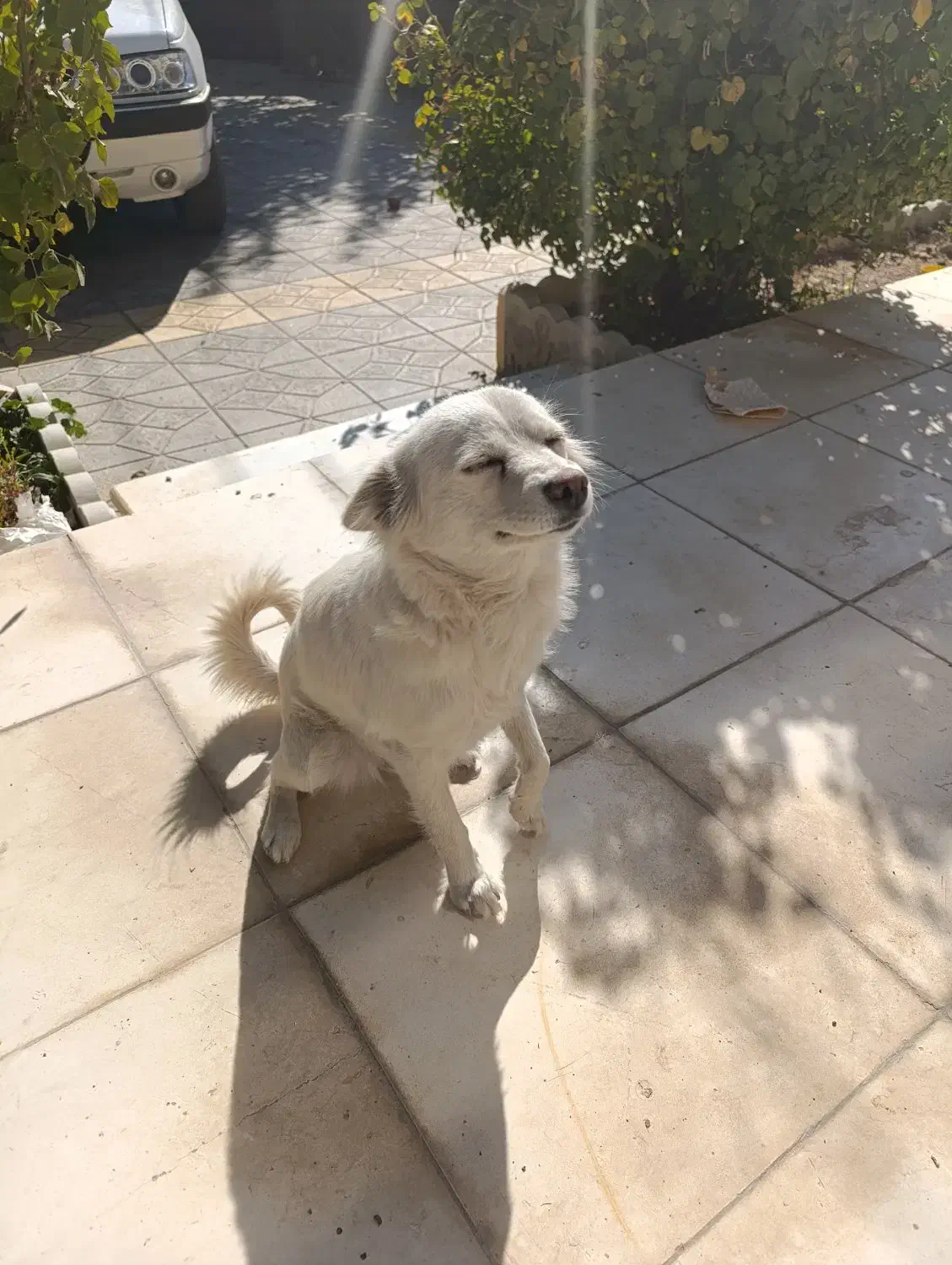 آشتپیز ژاپنی|سگ|الیگودرز, |دیوار