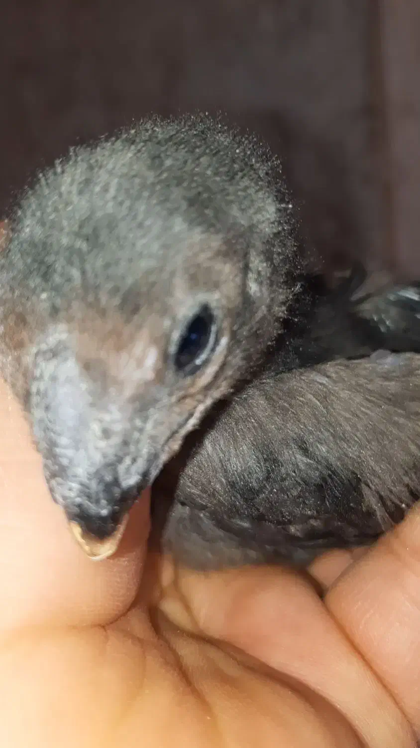 جوجه هندی|حیوانات مزرعه|رباط‌کریم, نصیرشهر|دیوار