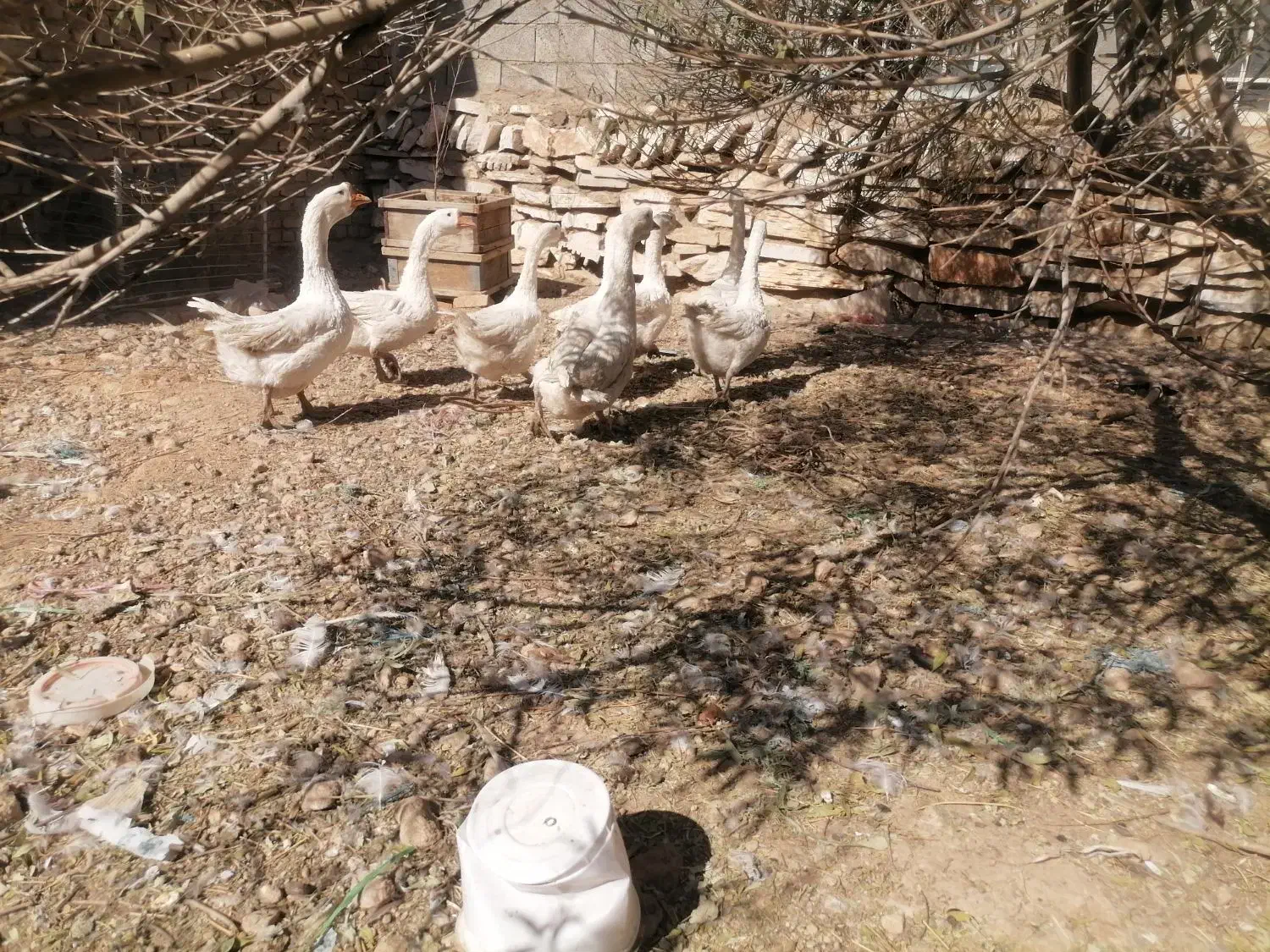 قو غاز جوان|حیوانات مزرعه|خمین, |دیوار