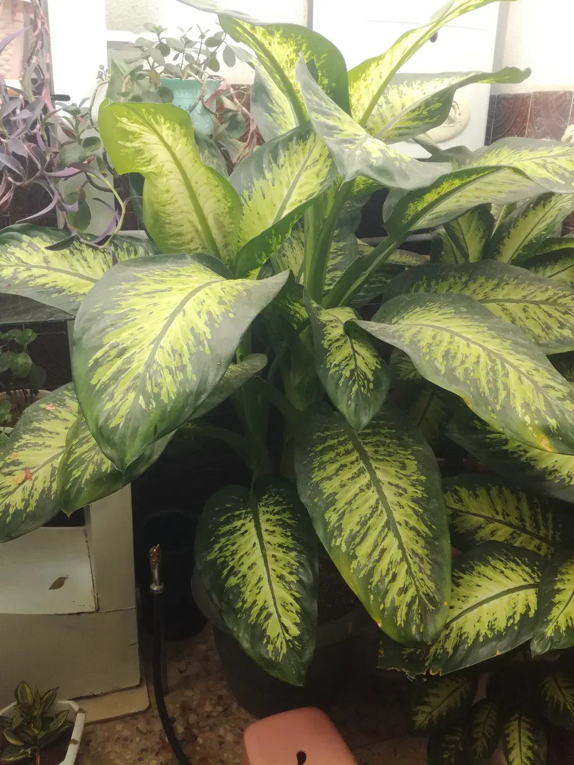 گل آپارتمانی|گل و گیاه طبیعی|کوهدشت, |دیوار