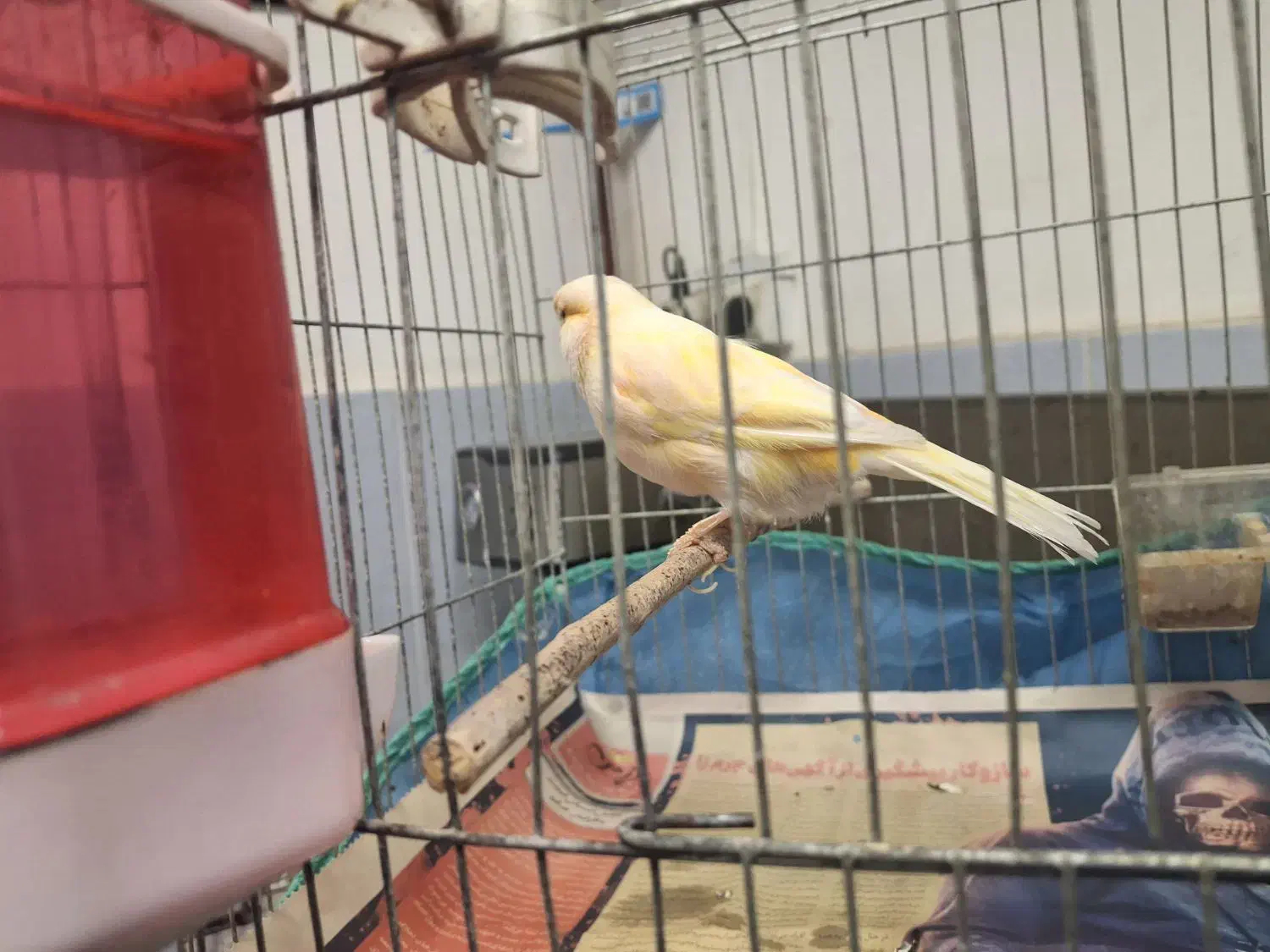 قناری ماده ردفاکتور|پرنده|رشت, شهرک آیت الله منتظری|دیوار