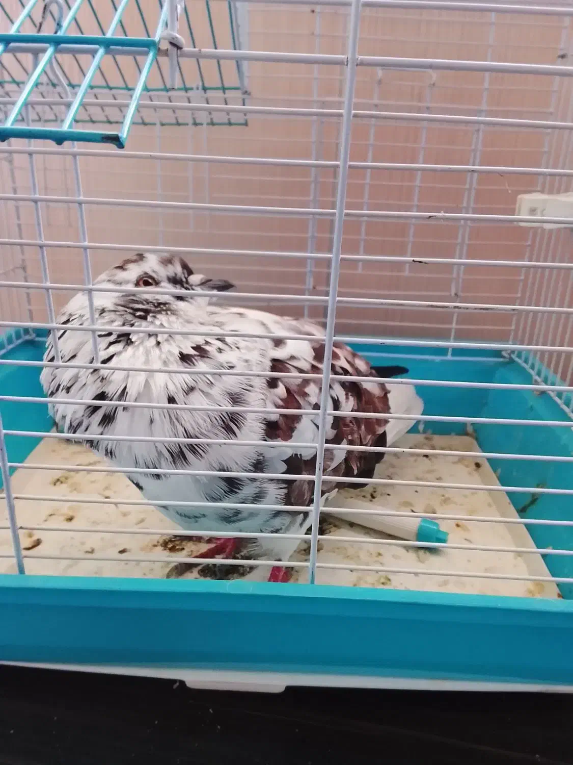 کبوتر بازی گوش قیمت 400هزار|پرنده|صومعه‌سرا, |دیوار