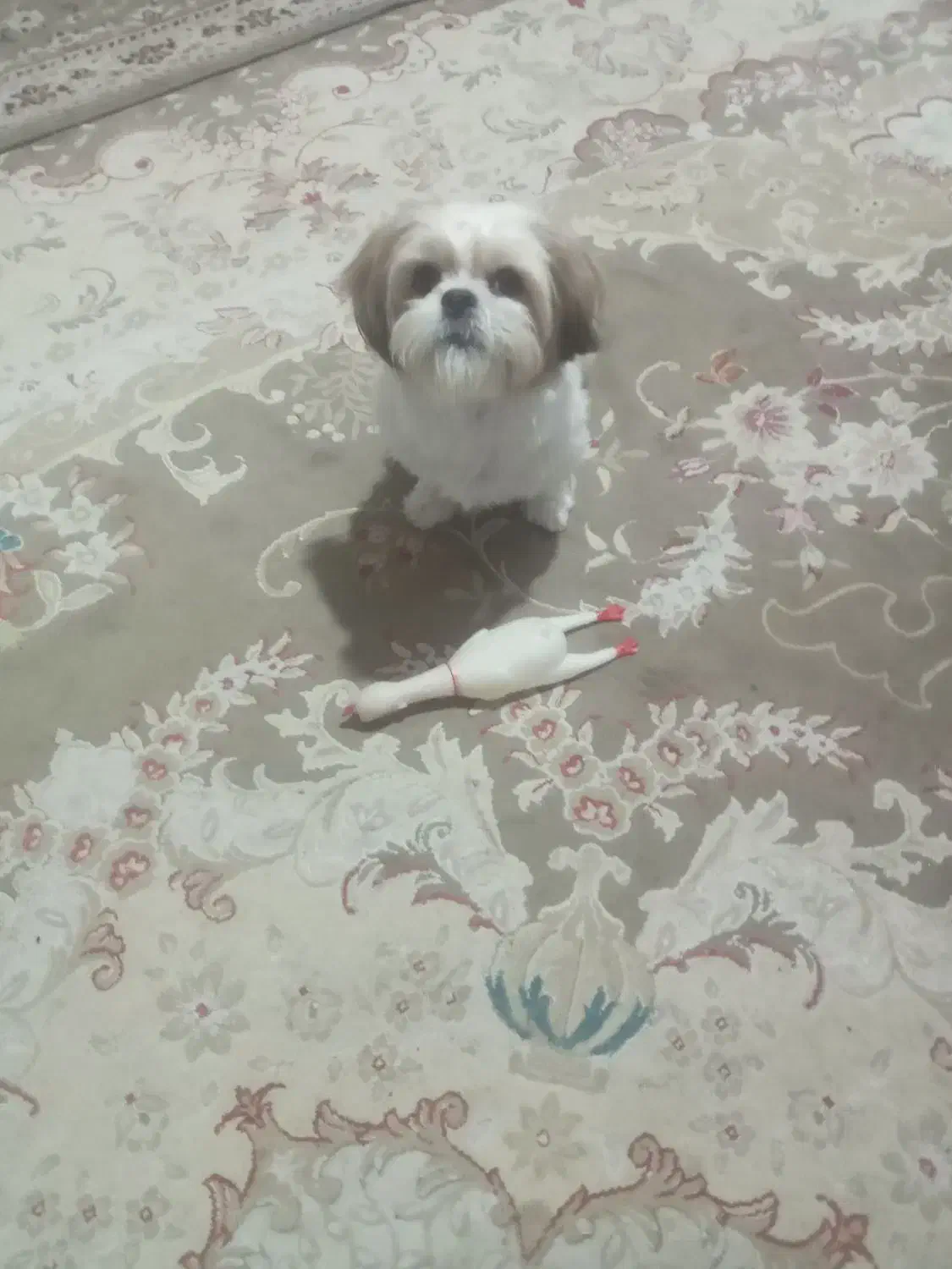 سگ نژاد شیتزو فلت خیلی آروم و تربیت شده|سگ|قائم‌شهر, |دیوار