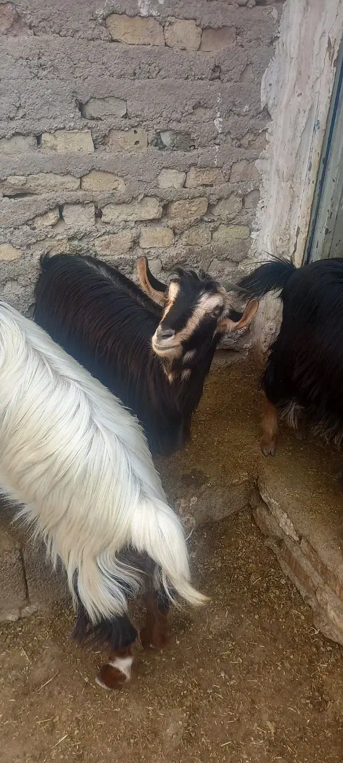 بزغاله|حیوانات مزرعه|پاکدشت, پاکدشت (مامازند)|دیوار