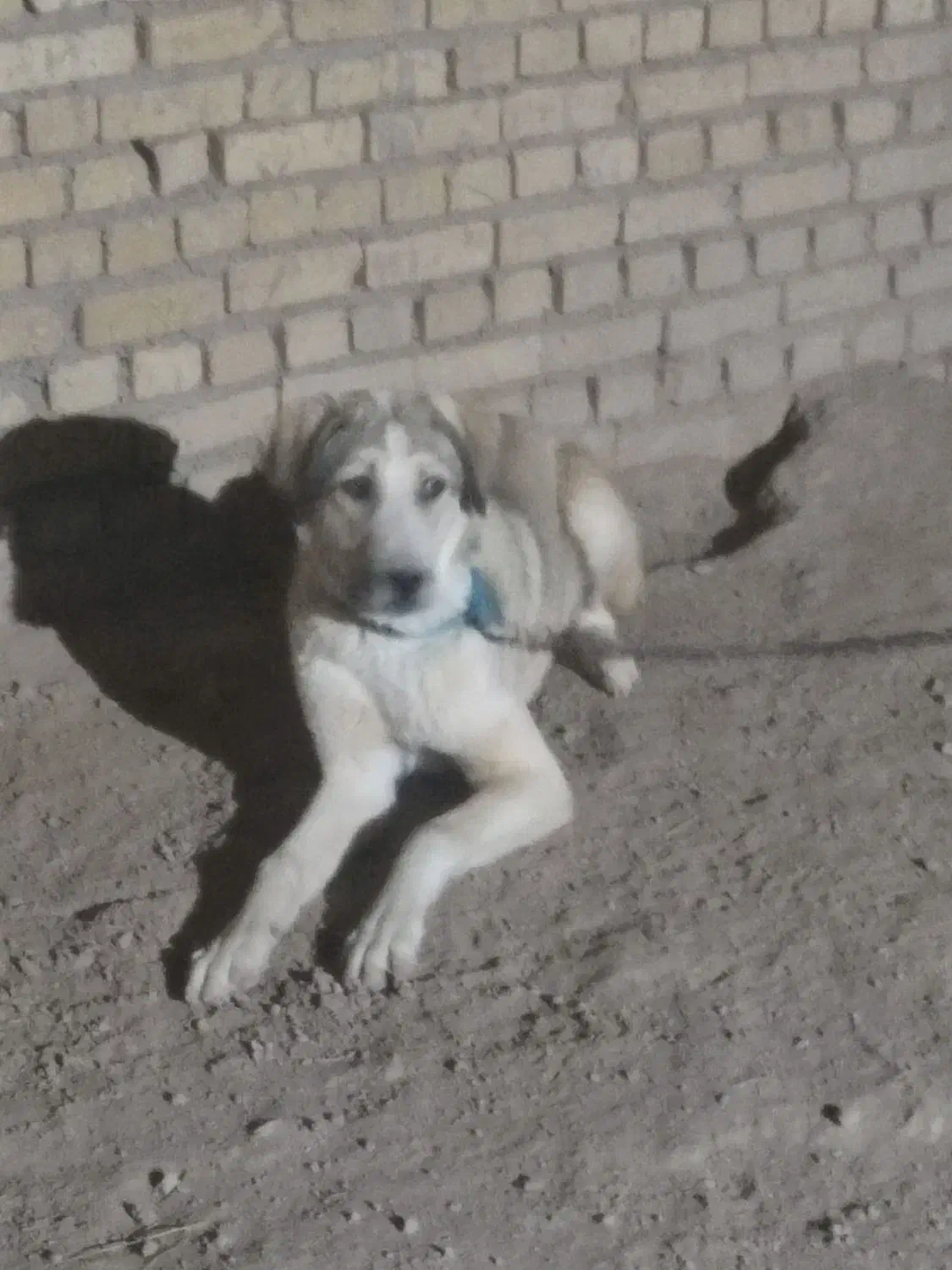 افغان سگ|سگ|صالح آباد, |دیوار