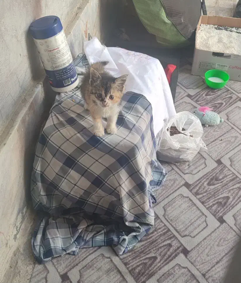 یک عدد گربه گمشده|گربه|مشهد, تلگرد|دیوار