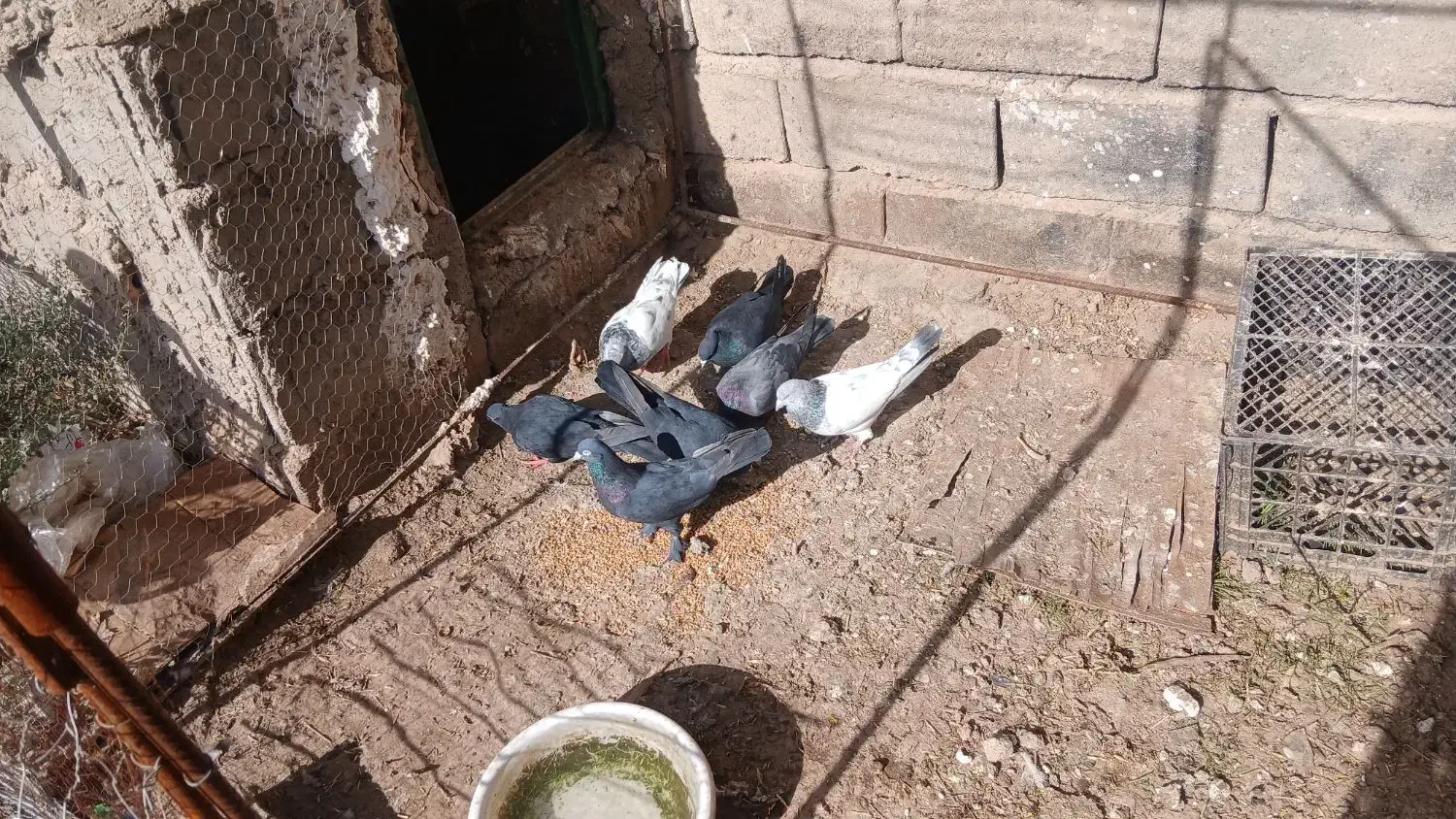 کبوتر بازیکن|پرنده|فهرج, |دیوار