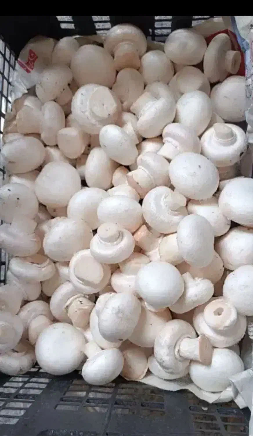 قارچ درجه1به شرط|عمدهفروشی|قم, شهرک طالقانی|دیوار