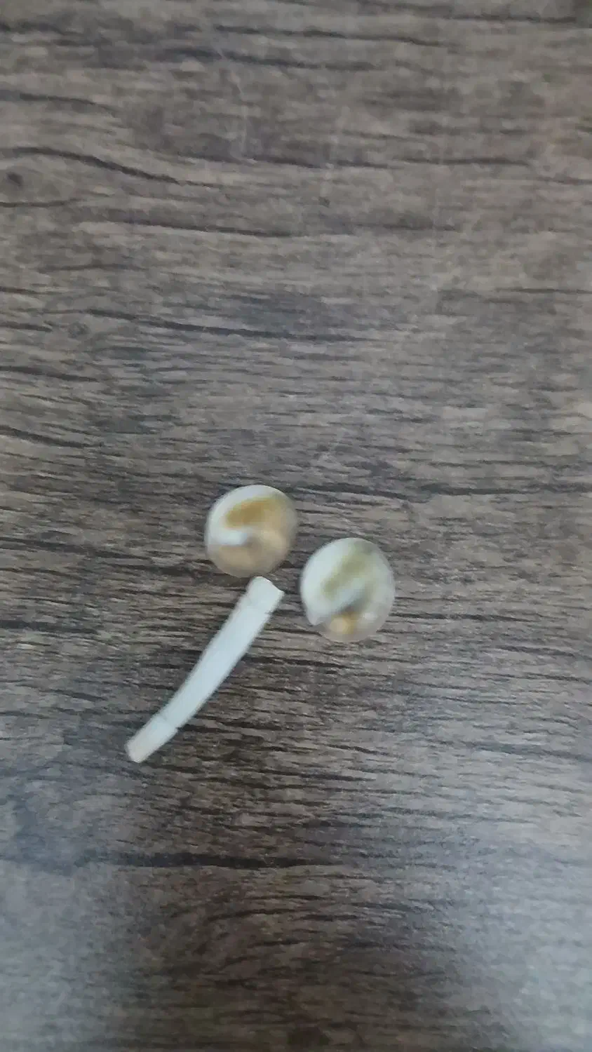 مهر سبز قوی جنگلی فروشی|جواهرات|رباطکریم, مسکن مهر آبشناسان|دیوار