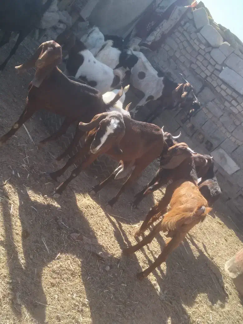 خرمشهر|حیوانات مزرعه|باوی, |دیوار