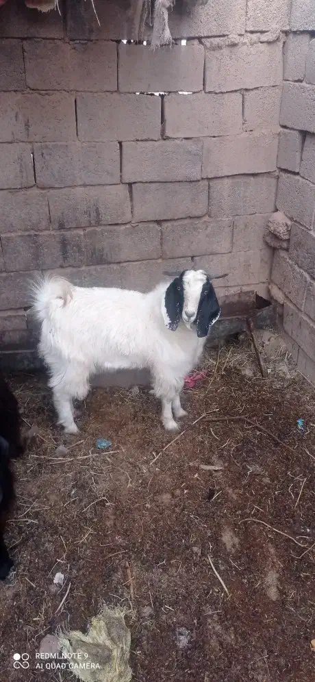 بزغاله نر گوشتی وچاق|حیوانات مزرعه|زیرکوه, |دیوار