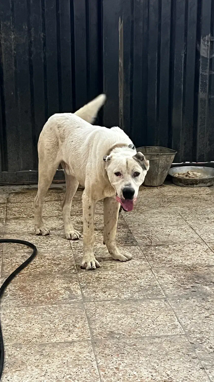 سگ الابای|سگ|تهران, شهرک استقلال|دیوار