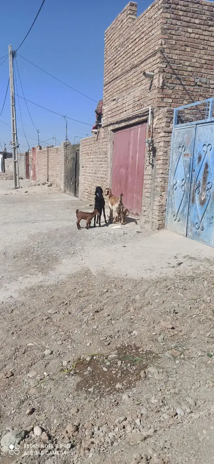 2تاگوسفند زاییده بابزغاله|حیوانات مزرعه|ایرانشهر, |دیوار