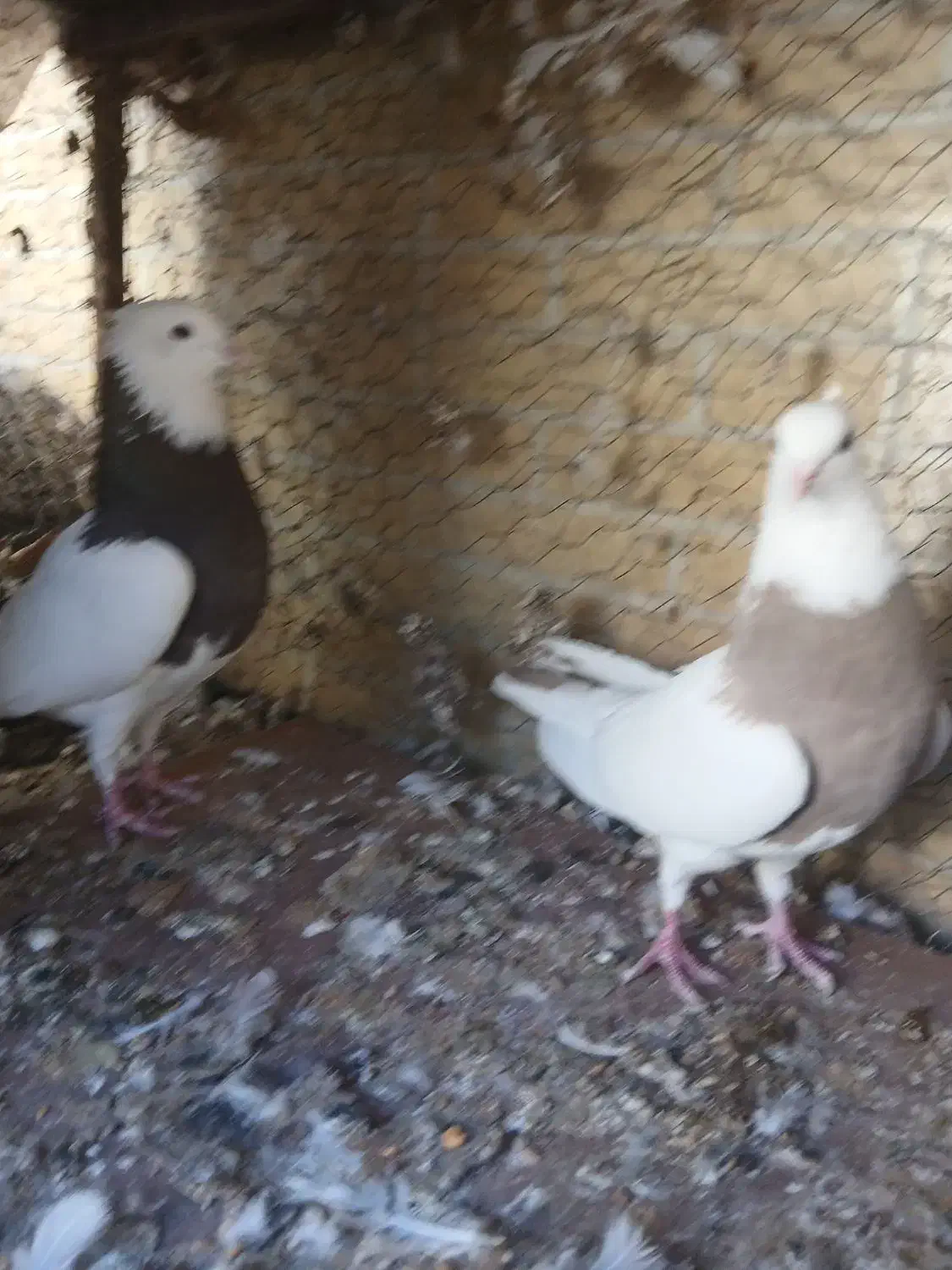 کبوتر طوقی|پرنده|مبارکه, |دیوار