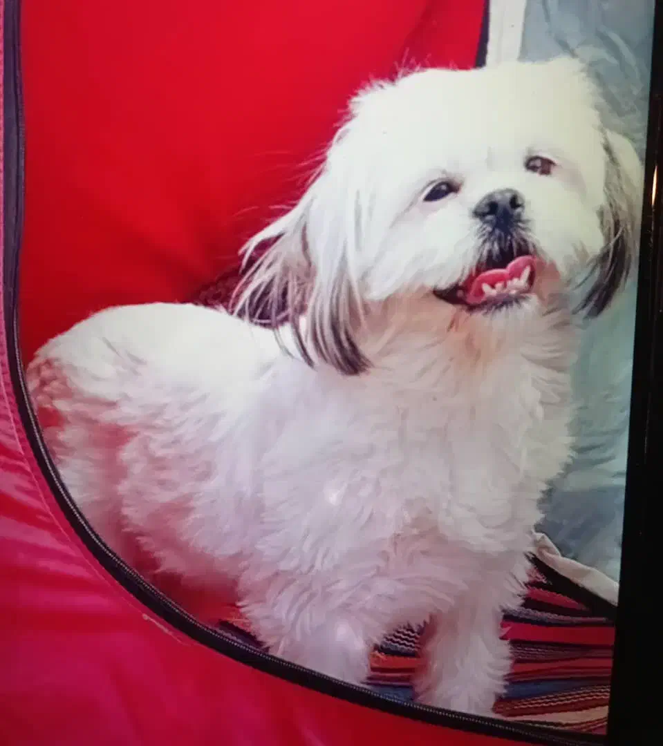 گمشده|سگ|اصفهان, اشکاوند|دیوار