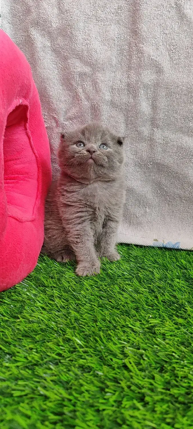 گربه|گربه|قم, صفاشهر|دیوار