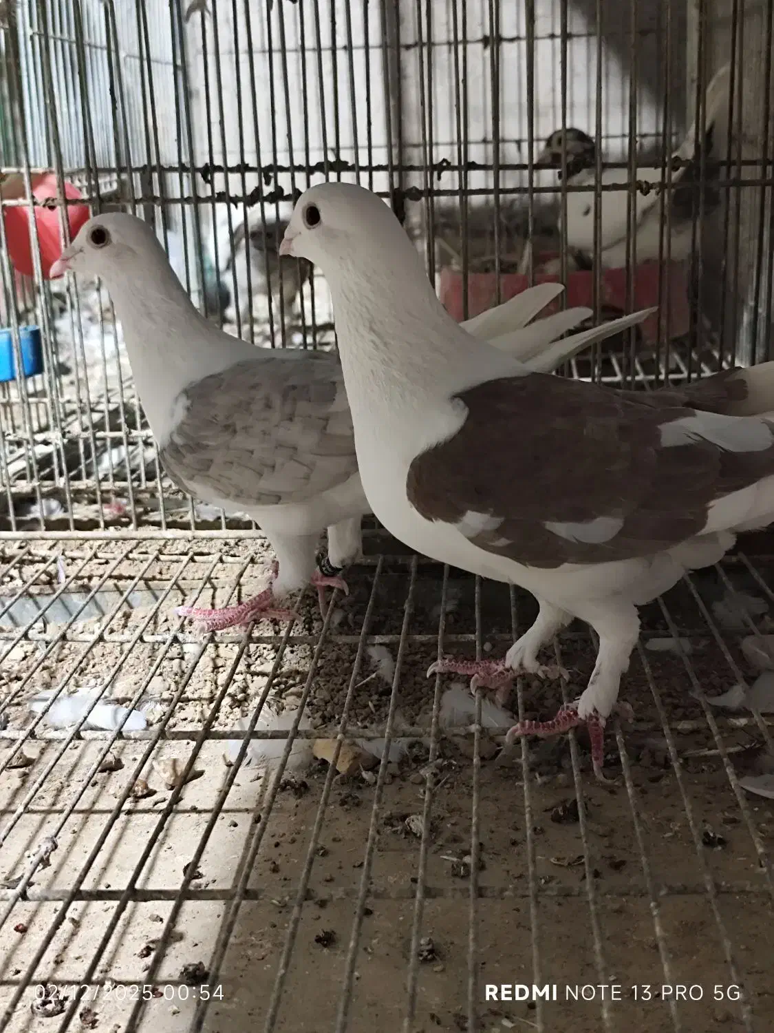 نروماده|پرنده|دزفول, |دیوار