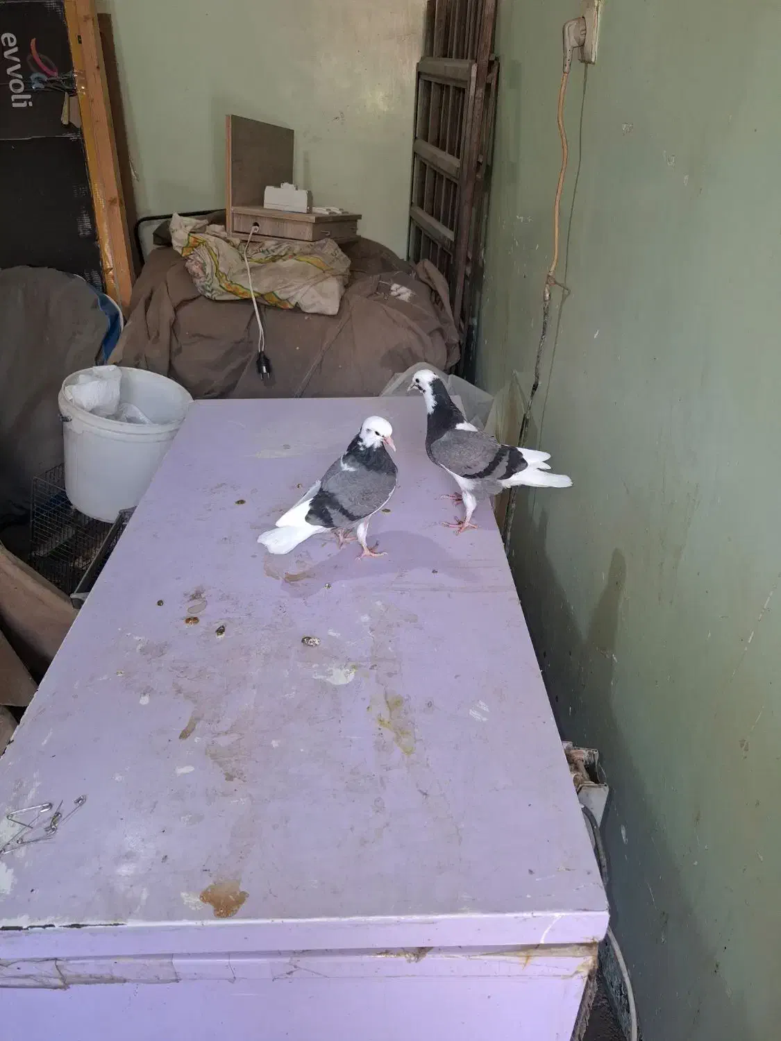 چندجفت شازده تهرانی|پرنده|بندر ماهشهر, |دیوار