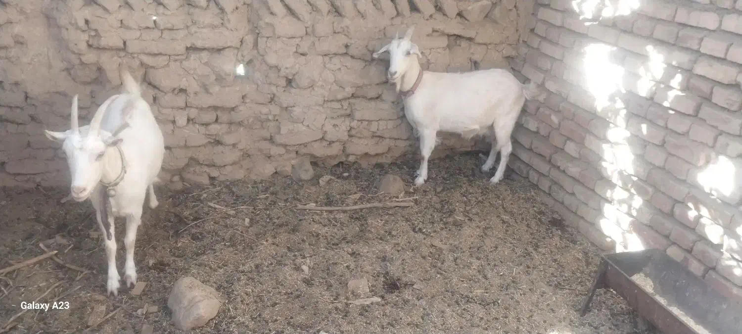 بزسانن فروشی|حیوانات مزرعه|قائن, |دیوار