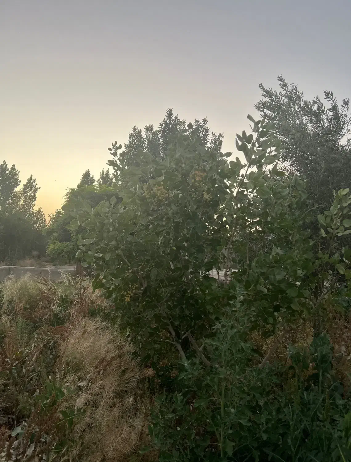 2000متر باغ محدوده حکیم آباد|فروش زمین و ملک کلنگی|فشاپویه, |دیوار