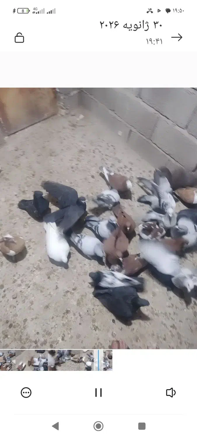 14عددنر|پرنده|چترود, |دیوار