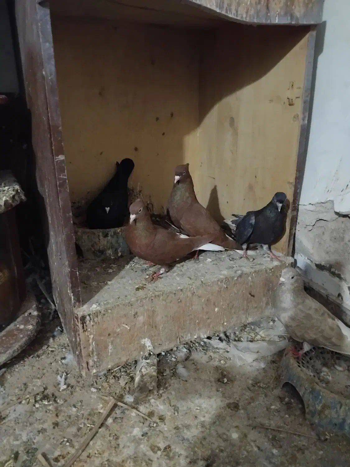 سرخ دم سفید و لوت|پرنده|امیدیه, |دیوار