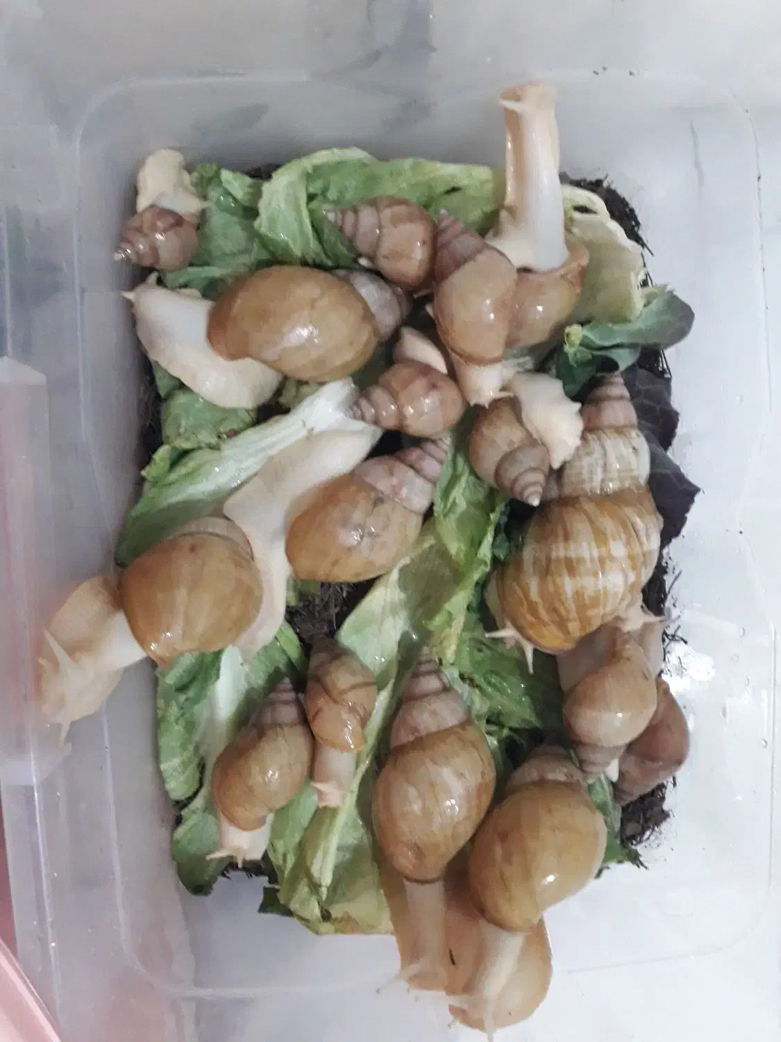 حلزون|خزنده|اراک, |دیوار