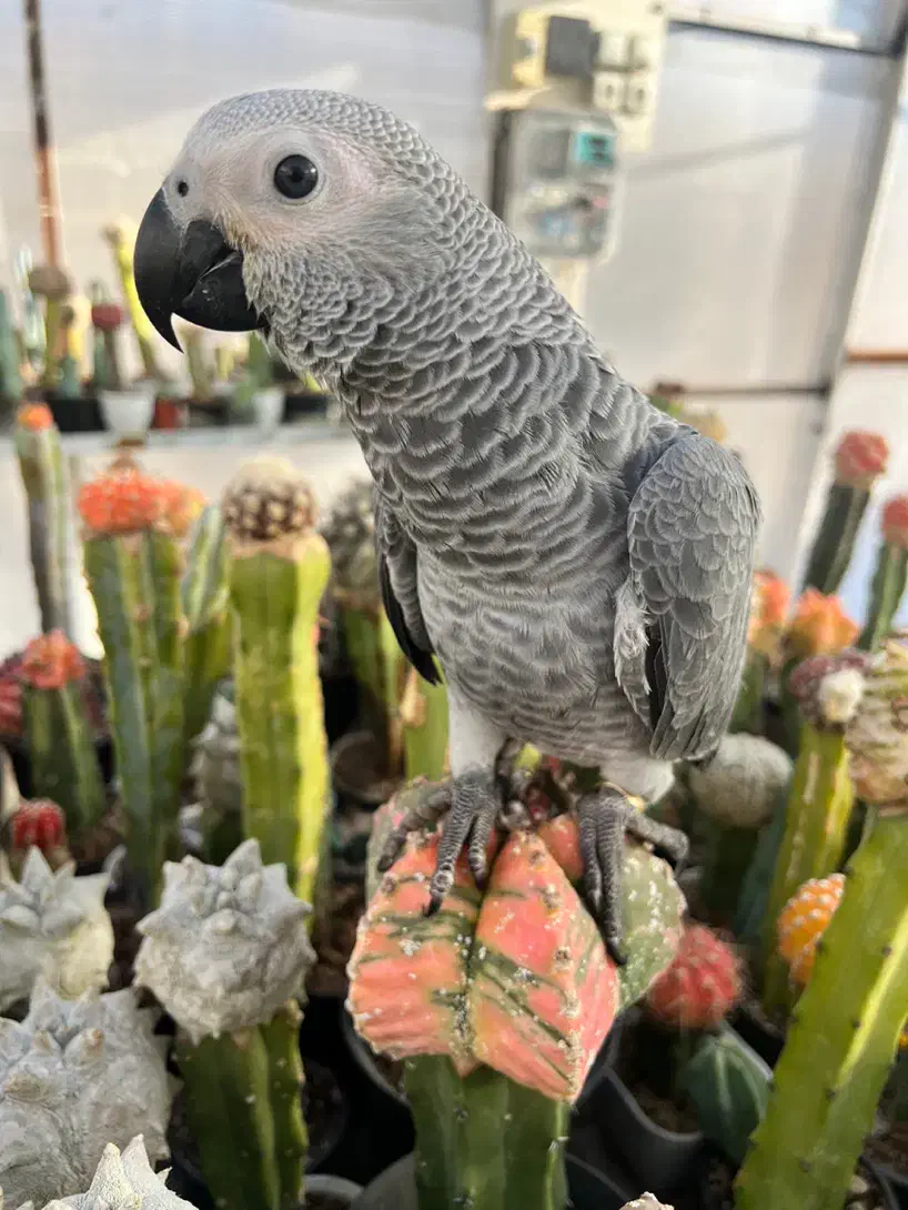 کاسکو|حیوانات|زنجان, |دیوار