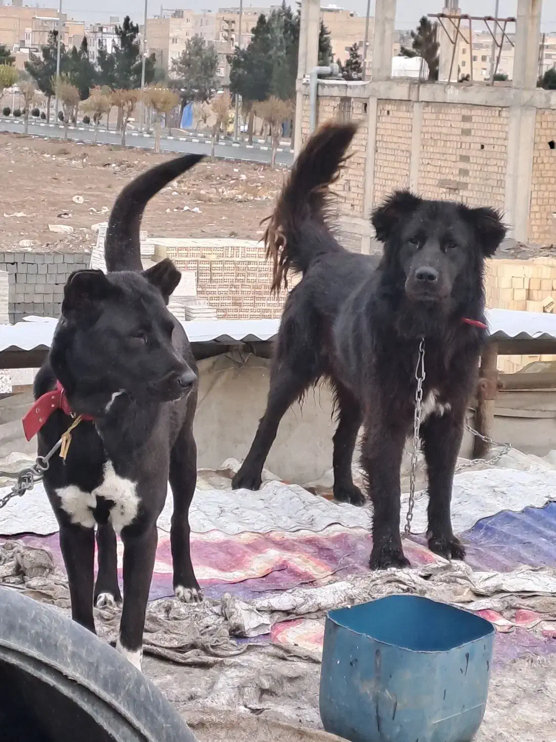 واگذاری توله سرابی نسل دار|سگ|بهارستان, |دیوار