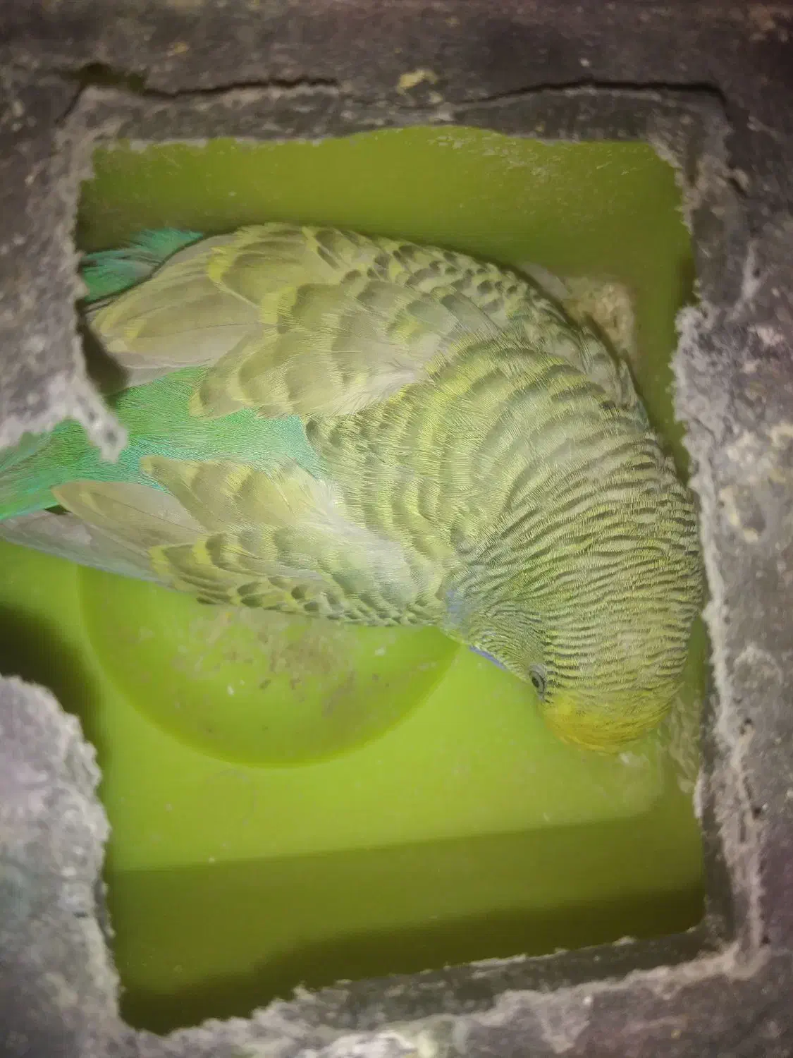 مرغ عشق|پرنده|مشهد, تلگرد|دیوار