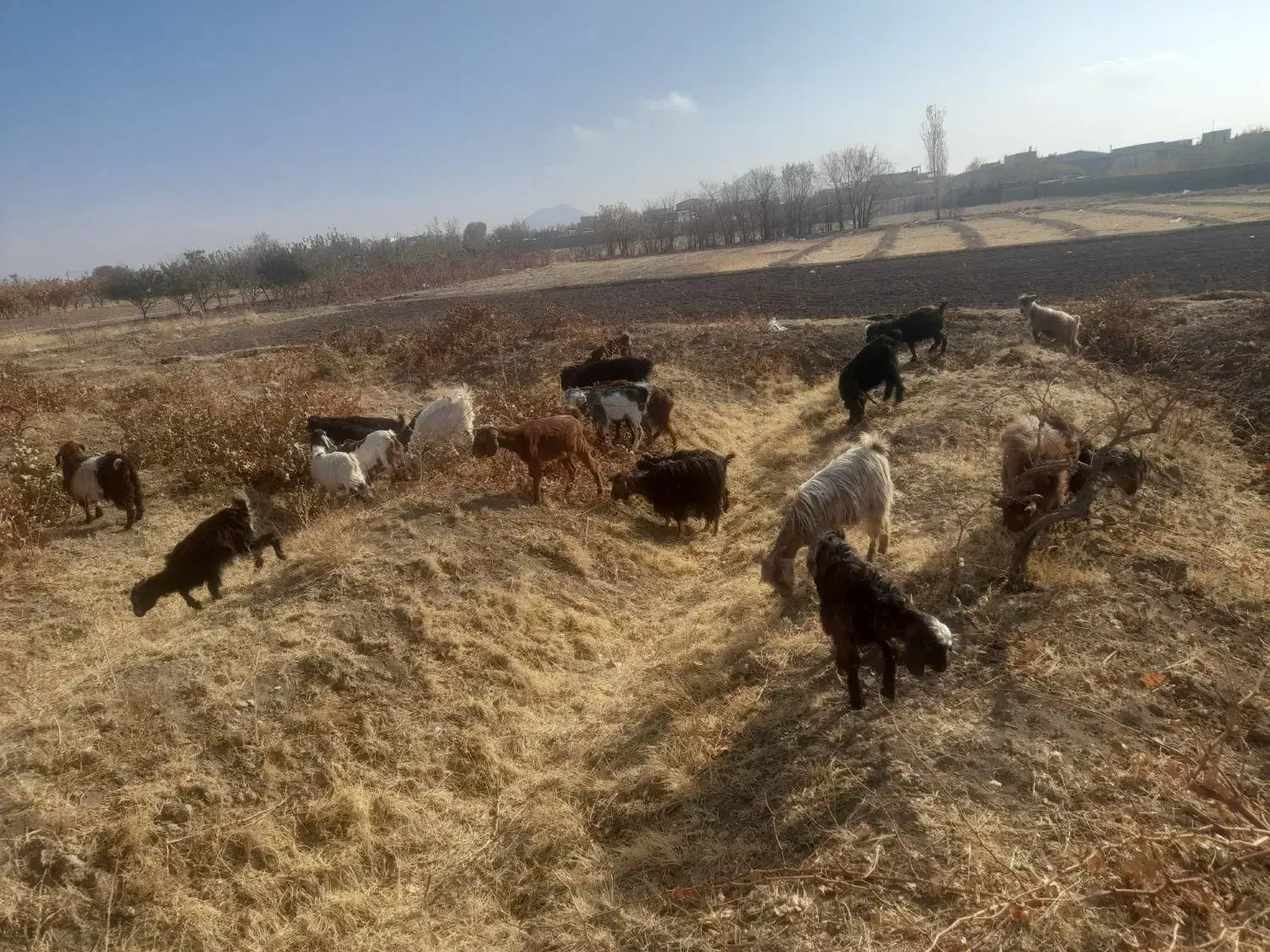 نزدیک چهل راس بزغال راس۴۱۵۰ فروش یکجا معاوضه میش|حیوانات مزرعه|قزوین, |دیوار