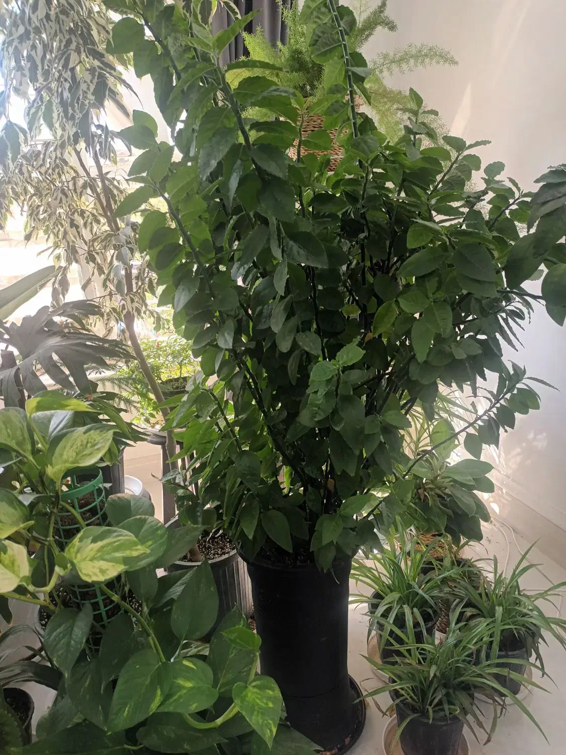 تخفیف فروش گل های خانگی|گل و گیاه طبیعی|مرودشت, بهارستان|دیوار