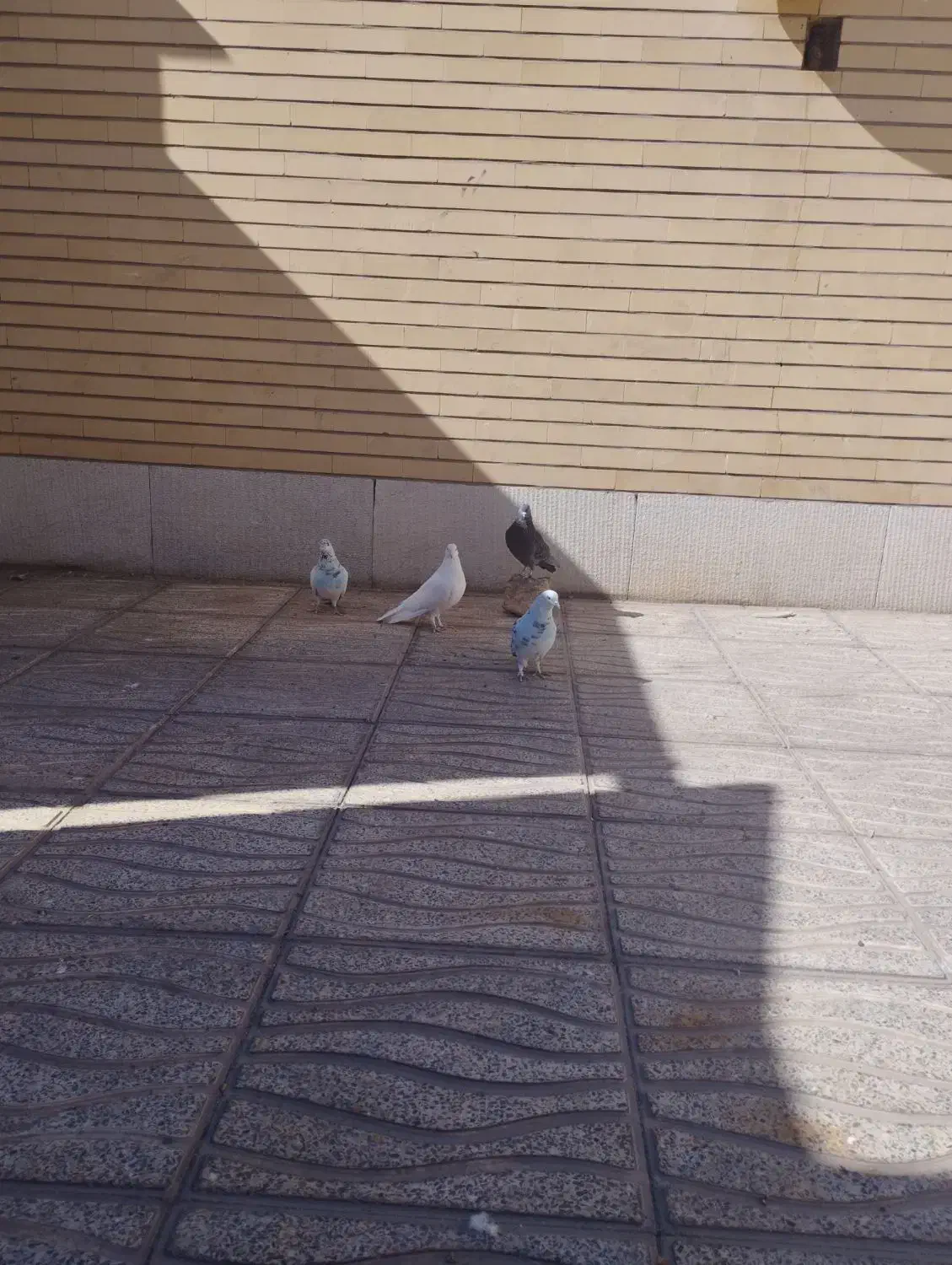 کبوتر پرشی|پرنده|مبارکه, |دیوار