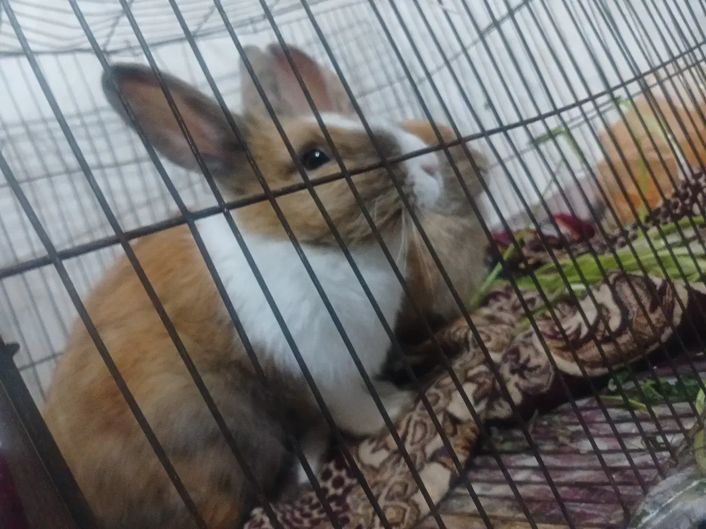 خرگوش|موش و خرگوش|اردبیل, |دیوار