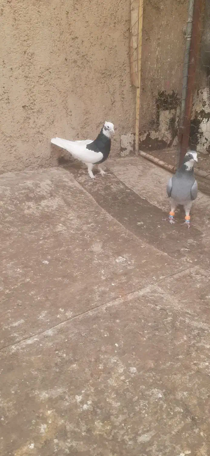 کبوتر صید به شرط|پرنده|بجنورد, |دیوار